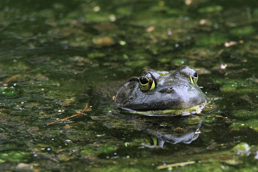 Bullfrog Stony Brook New York Photograph by Bob Savage