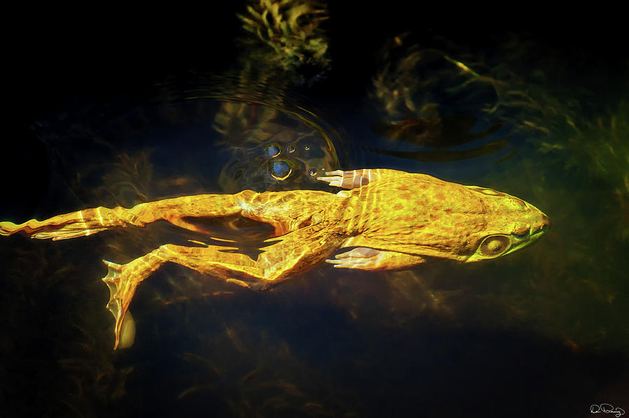 Bullfrog Swimming in a pond Photograph by Dee Browning