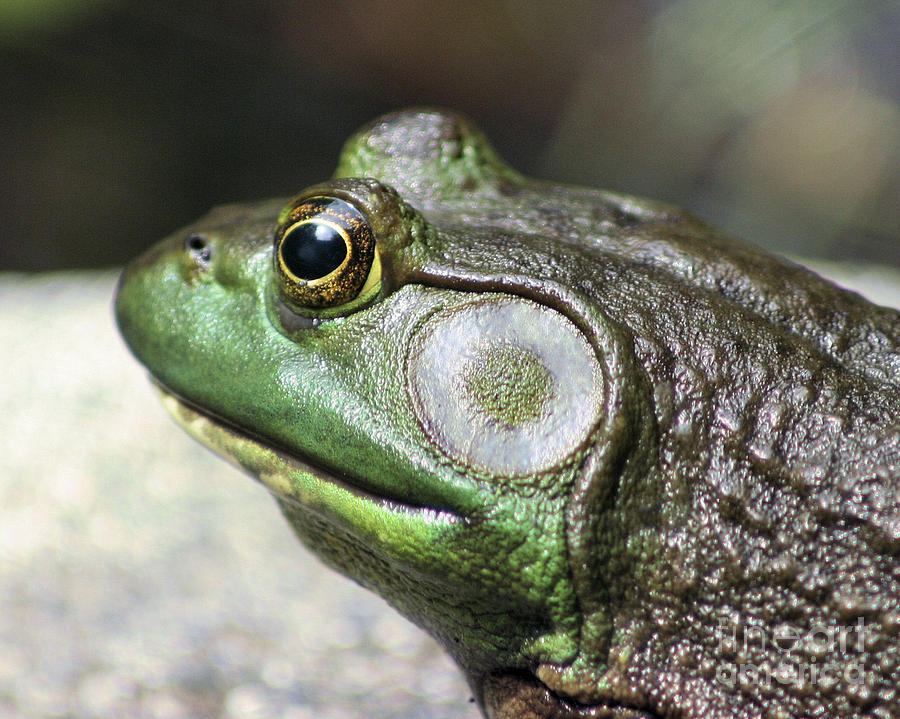 Bullfrog Thoughts Photograph by Smilin Eyes Treasures