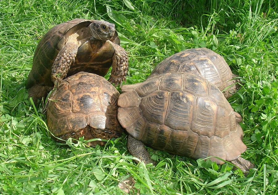 Bullied into Submission Mating Tortoises Photograph by Taiche Acrylic ...