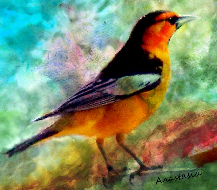 Bullocks Oriole Mountain Birds Digital Art by Anastasia Savage Ealy