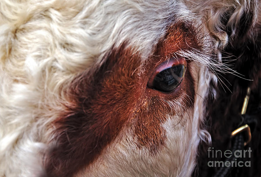Cow Photograph - Bulls Eye by Kaye Menner