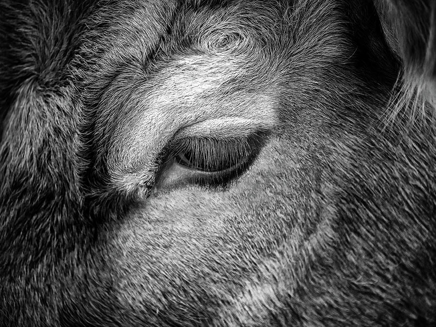 Bulls Eye Photograph by Nick Bywater