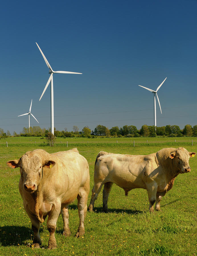 Bull Photograph - Bulls in a field with three turbines of the Ferndale Wind Farm B by Reimar Gaertner
