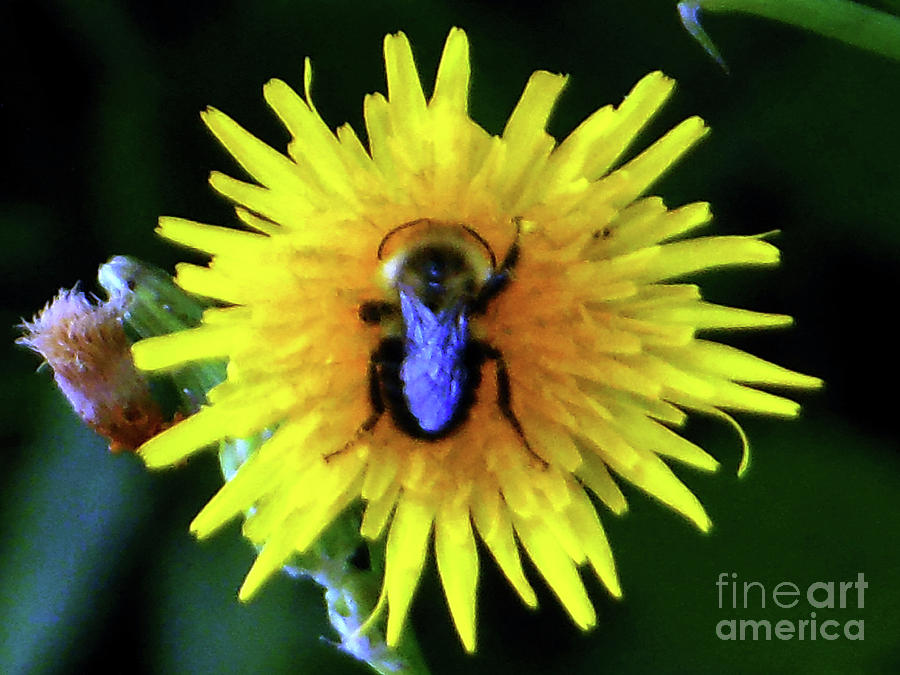 Bullseye Bumblebee Dandelion Photograph by Rockin Docks Deluxephotos