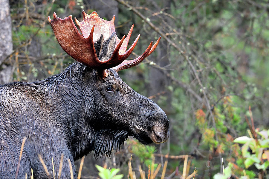 Bullwinkle Profile Photograph by Michael Morse - Fine Art America