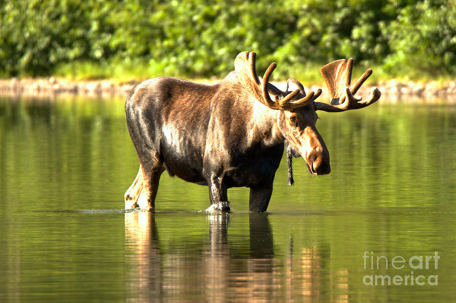 Bullwinkle Wading Through The Lake Photograph by Adam Jewell