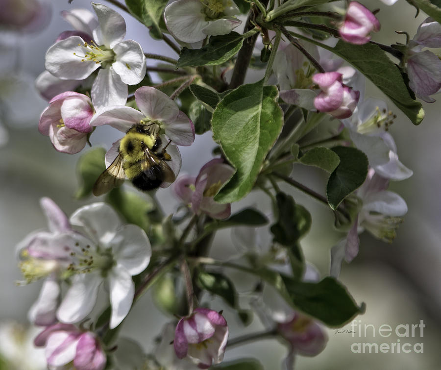 Bumble and Blossoms Photograph by Jan Killian