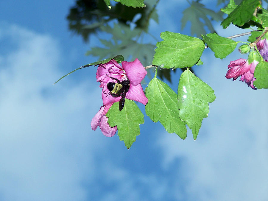 Insect Photograph - Bumble bee 2 by Evelyn Patrick Insect Photograph - Bumble bee 2 by Evelyn Patrick