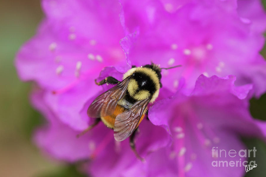 Bumble Bee Photograph by Alana Ranney