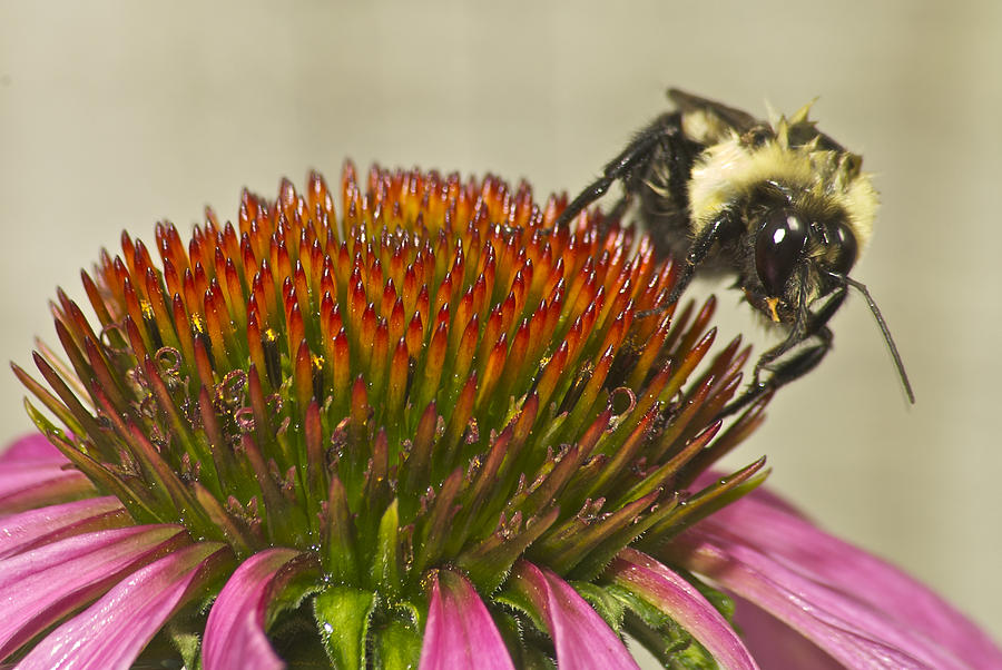 Bumble Bee and Cone Flower Photograph by Michael Peychich