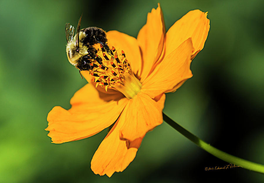 Bumble Bee and Flower Photograph by Ed Peterson