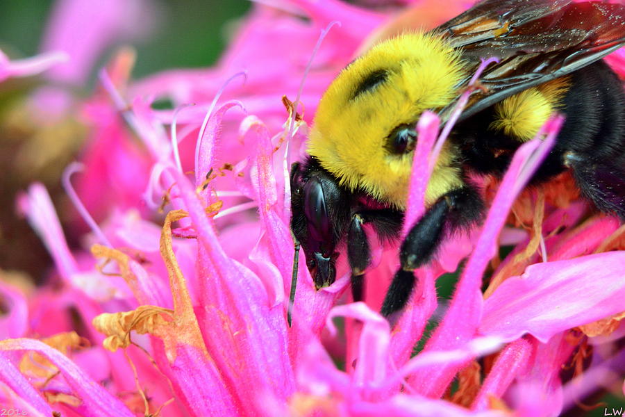 Bumble Bee And Flower Photograph by Lisa Wooten