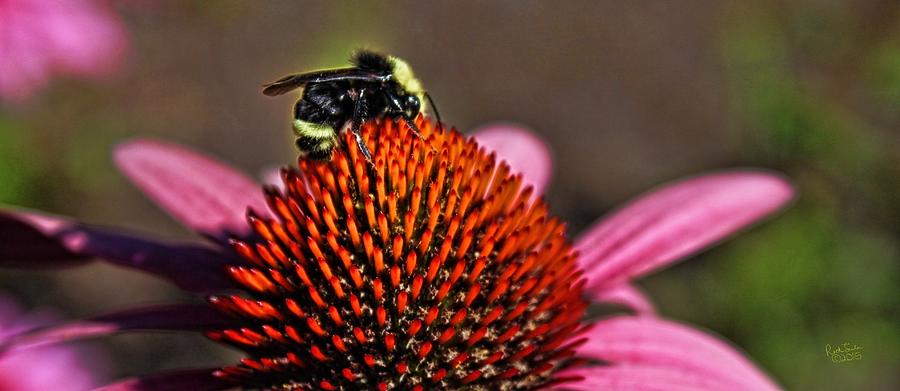 Bumble Bee And Flower Photograph