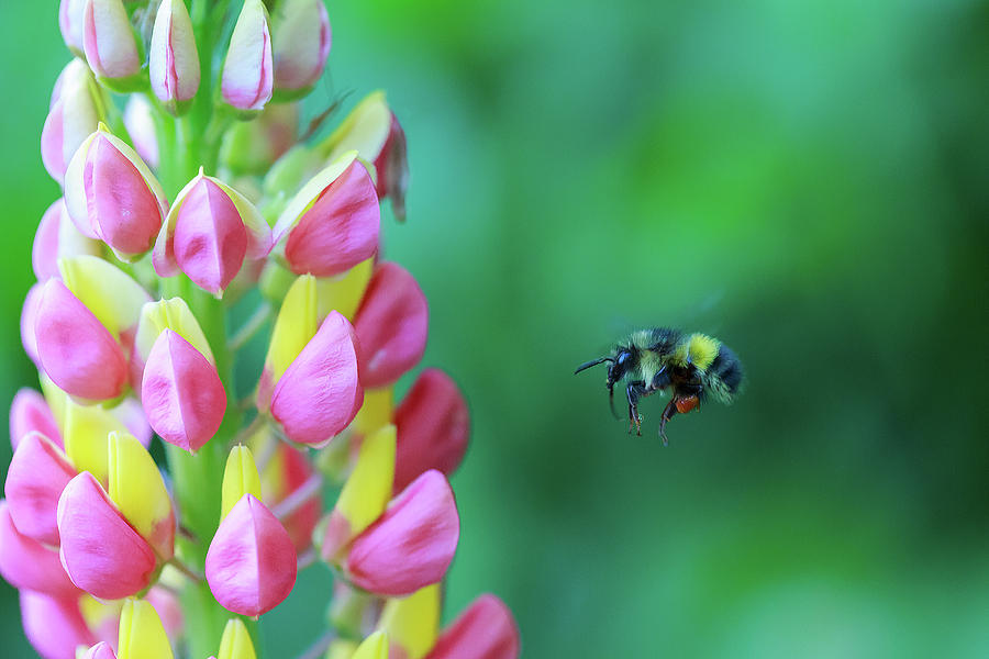 Bumble bee and lupine Photograph by Eti Reid