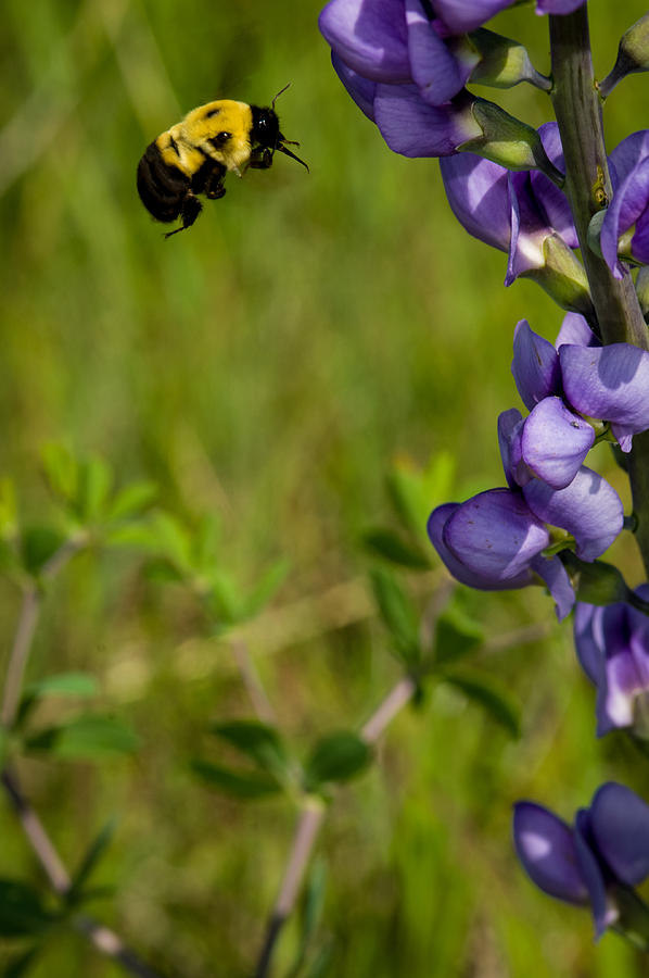 Bumble Bee and Milk-Vetch Photograph by Jeff Phillippi