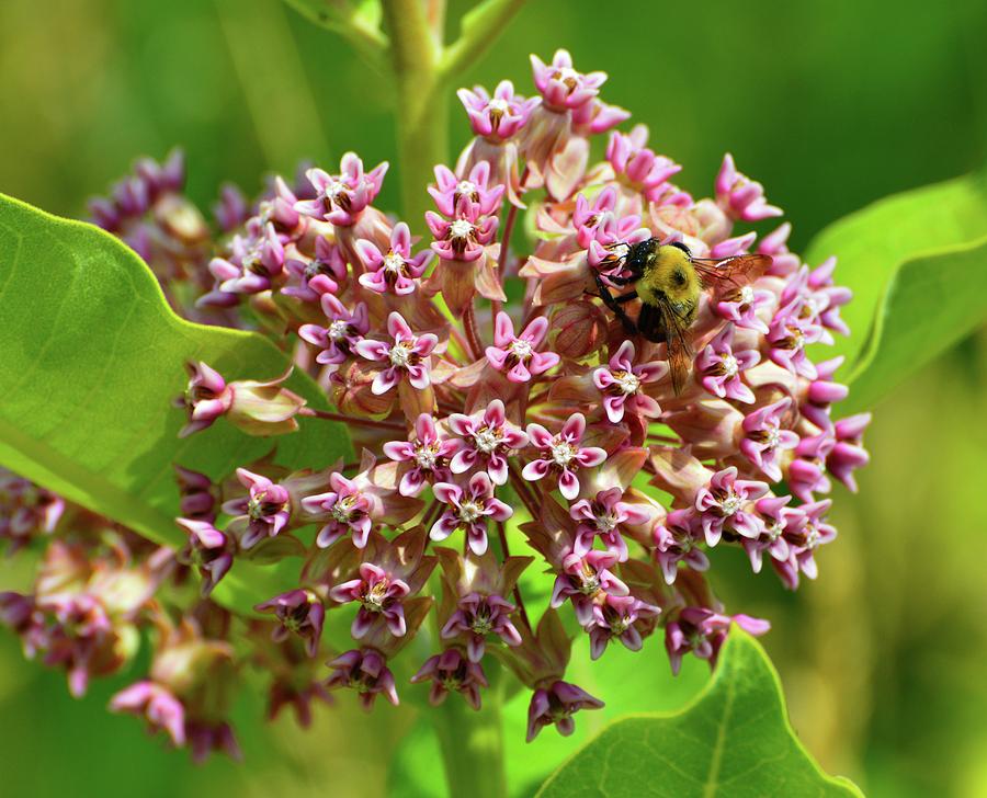 Bumble Bee And Milkweed Flower  Photograph by Lyle Crump