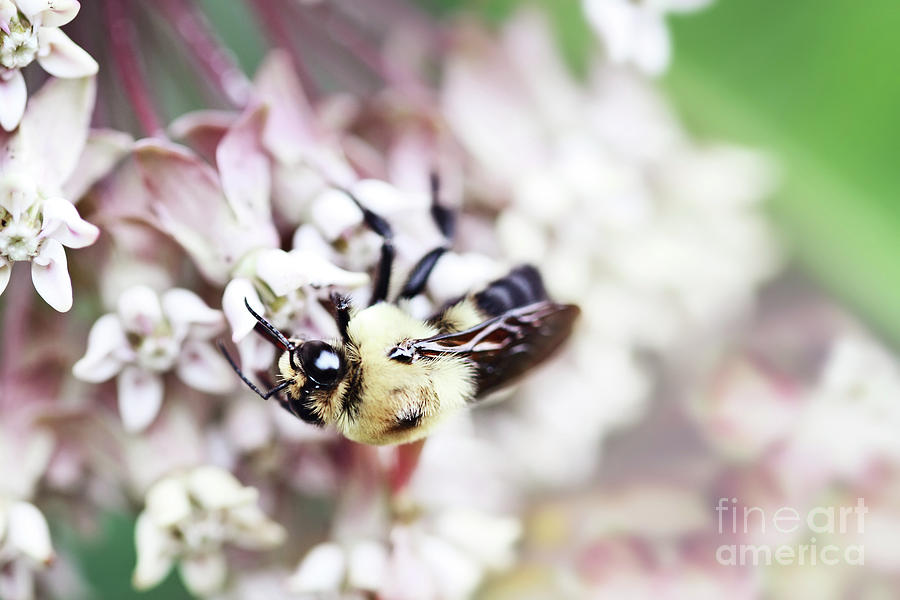 Bumble Bee and Milkweed Photograph by Stephanie Frey