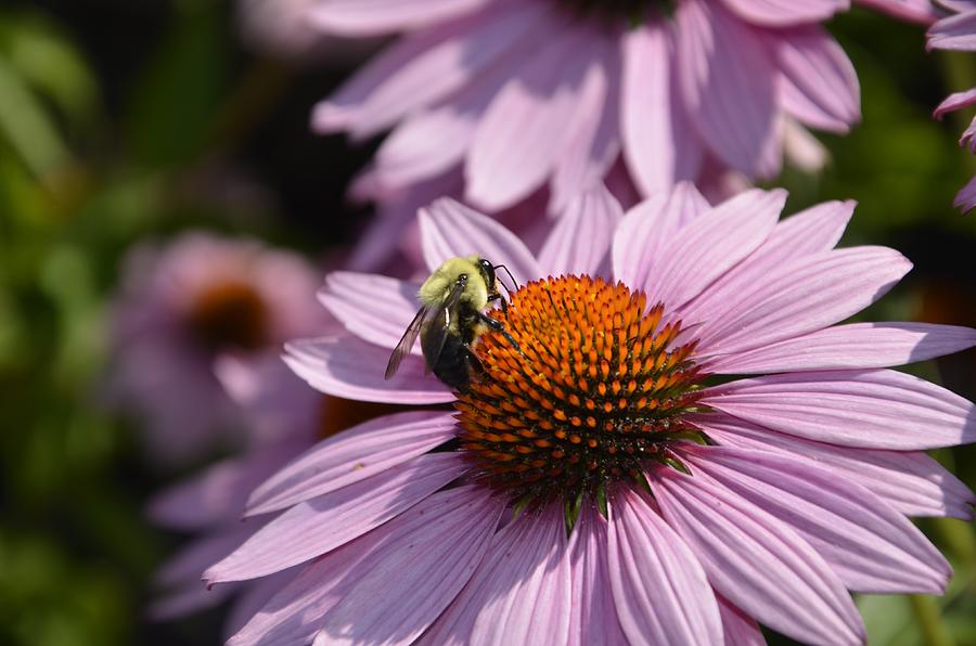 Bumble Bee And Purple Coneflower Photograph By Wendy Raatz Photography 