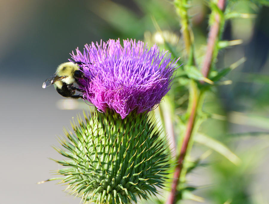Bumble Bee And Purple Thistle  Photograph by Lyle Crump