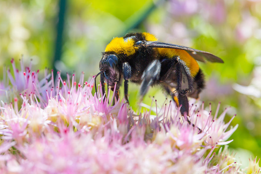 Bumble Bee and Sedum Photograph by SR Green
