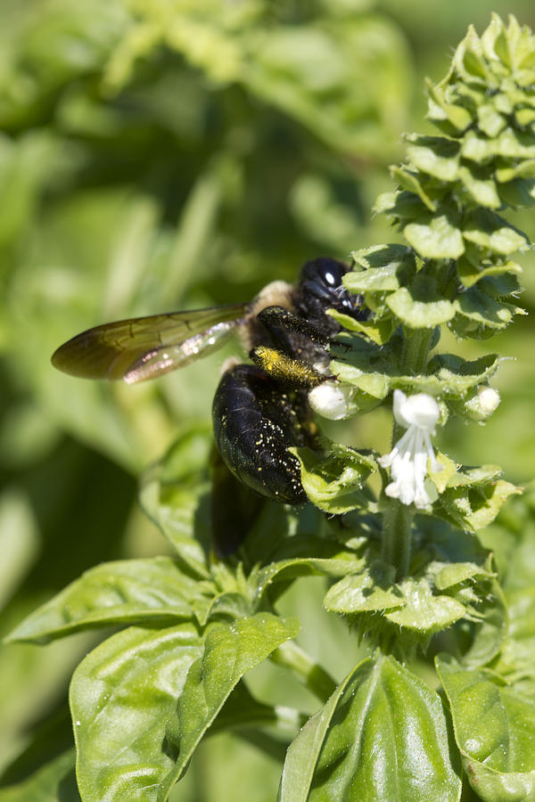Bumble Bee and Sweet Basil Photograph by Kathy Clark