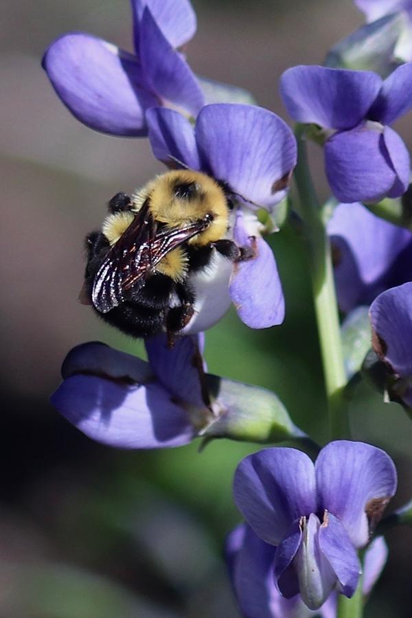 Bumble Bee, Blue Indigo Photograph by Sarah Lilja