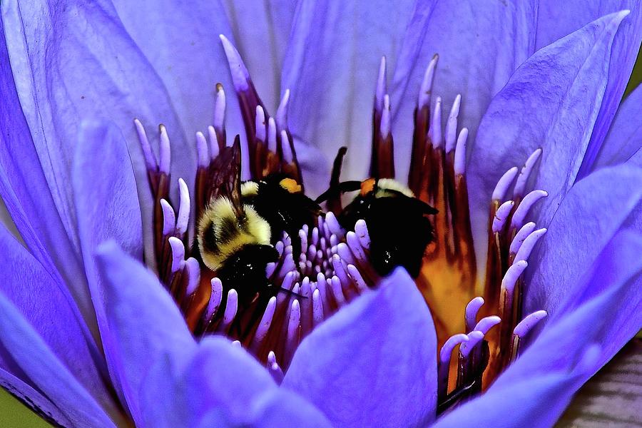 Lily Photograph - Bumble Bee Bouquet by Frozen in Time Fine Art Photography