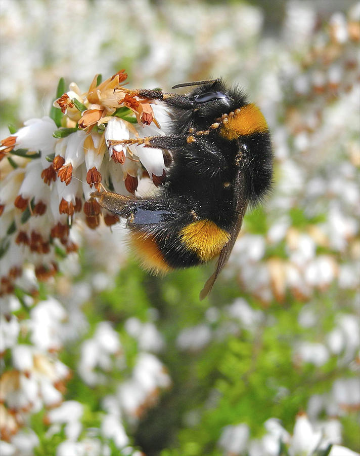 Bumble bee bumblebee on flower in early spring Bath Towel by David