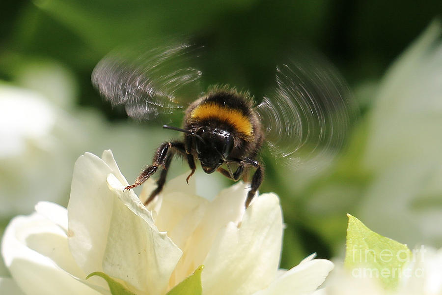 Bumble Bee Buzzing on Blossom by Jackie Tweddle