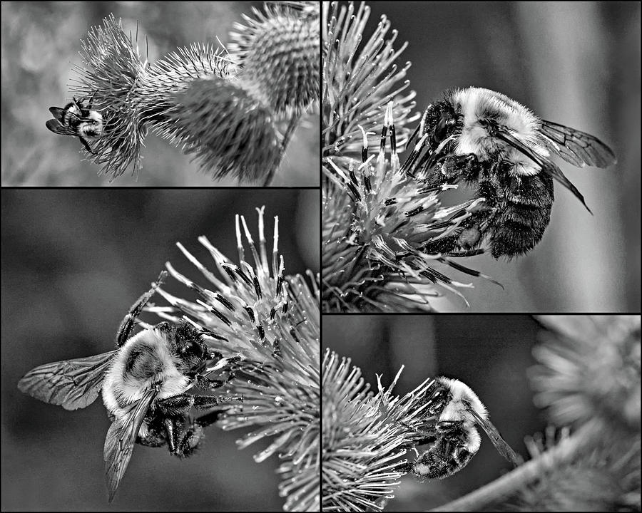 Bumble Bee Collage bw Photograph by Steve Harrington