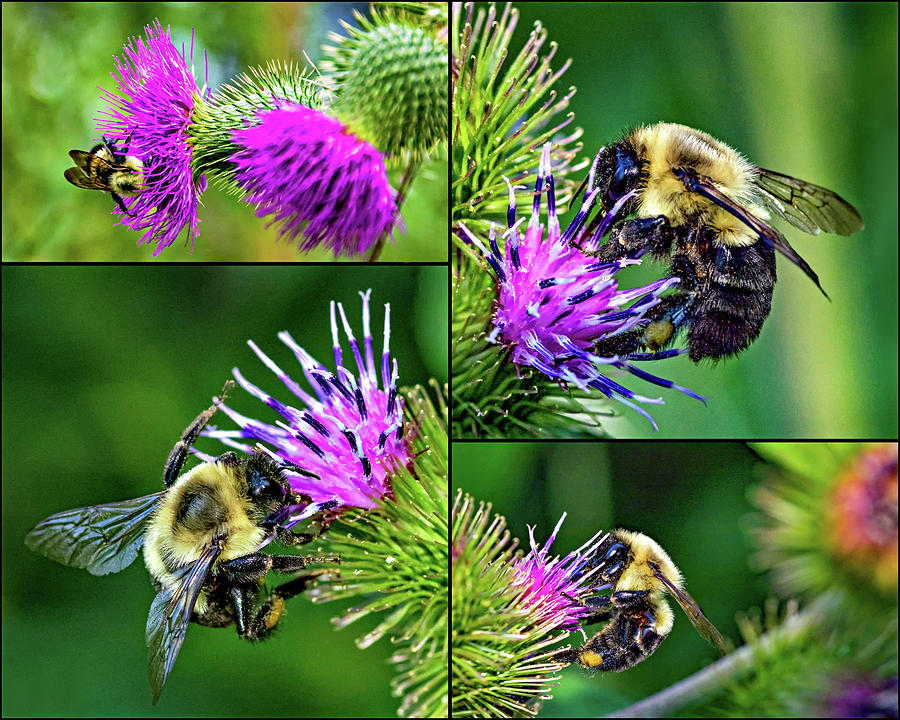 Bumble Bee Collage Photograph by Steve Harrington