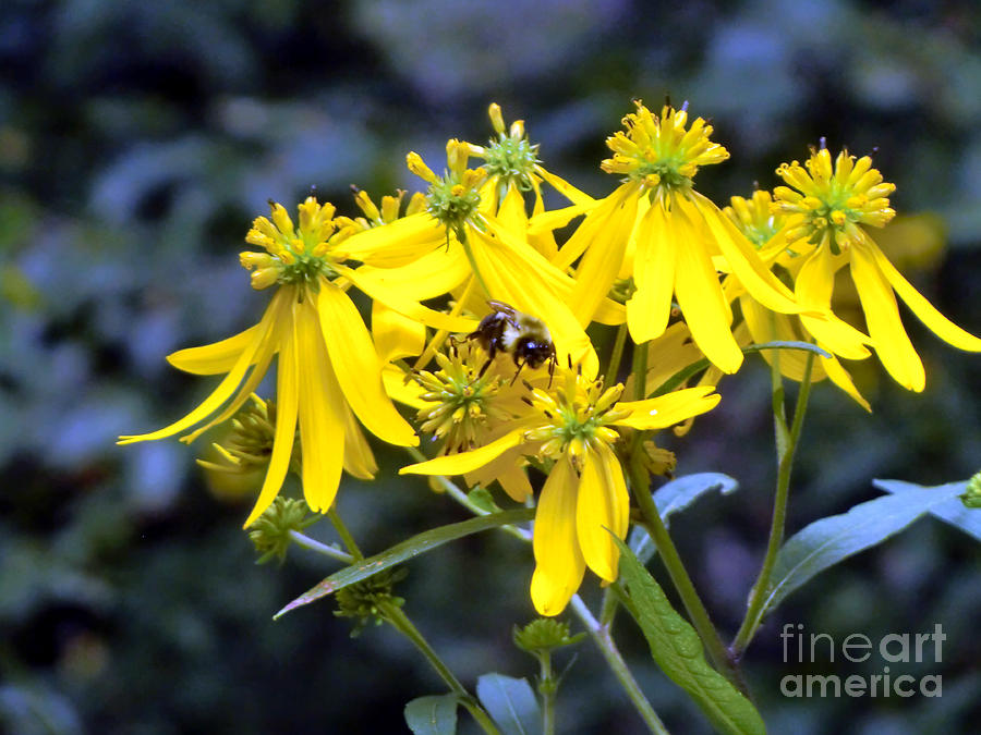 Daisy Photograph - Bumble Bee Daisies by Mindy Newman