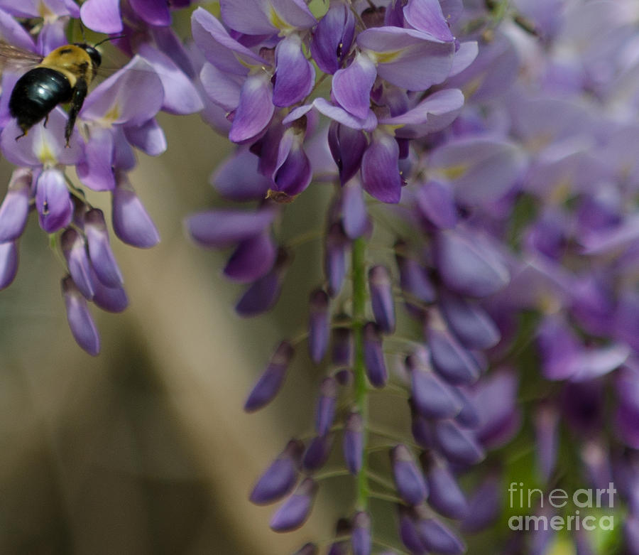 Bumble Bee Photograph