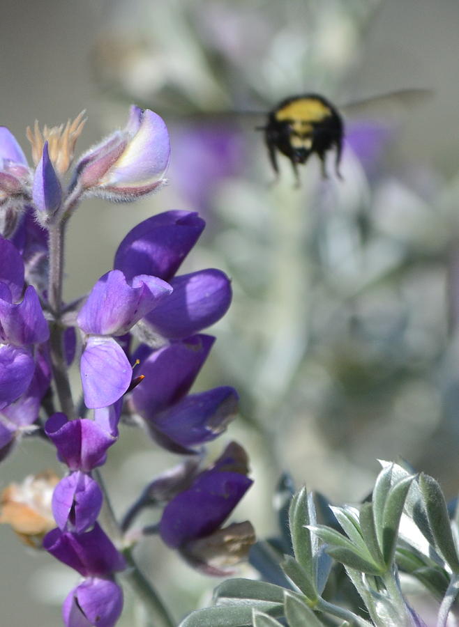 Bumble Bee Photograph by Dean Ferreira