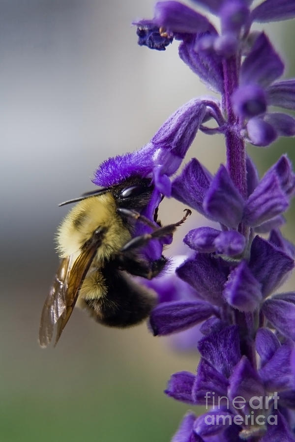 Bumble Bee Photograph - Bumble Bee doing lunch by Sven Brogren