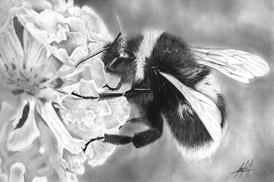 Bumble Bee Closeup Drawing by James Schultz
