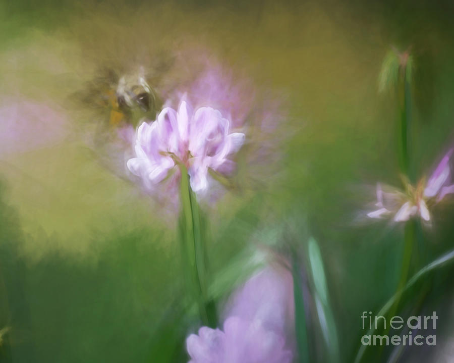 Bumble Bee Dreams Photograph by Kerri Farley