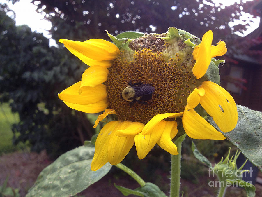 Sunflower Photograph - Bumble Bee Munchin Down The Sunflower by Crissy Anderson