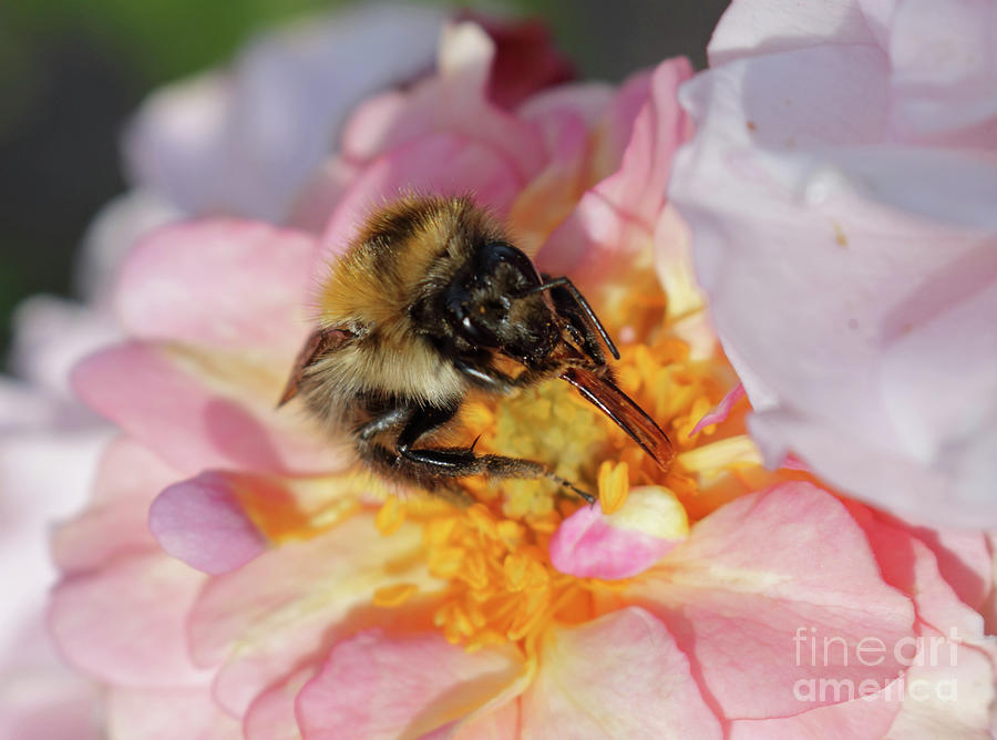 Bumble bee feeds on a pink rose Photograph by Julia Gavin