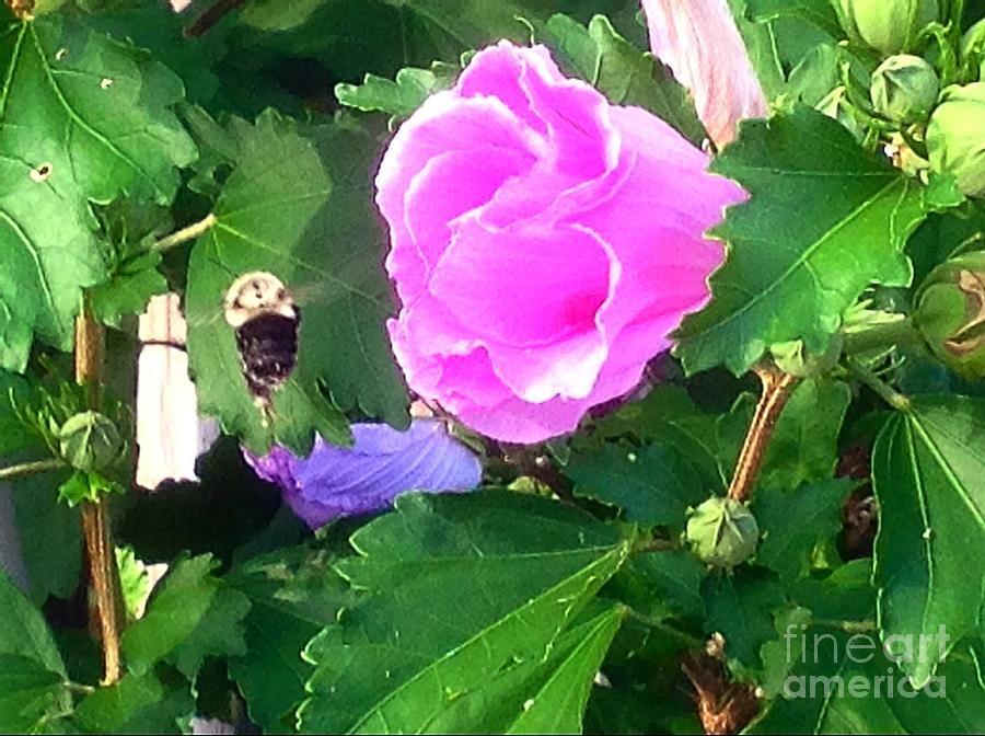 Nature Photograph - Bumble Bee Flying Away  by Debra Lynch