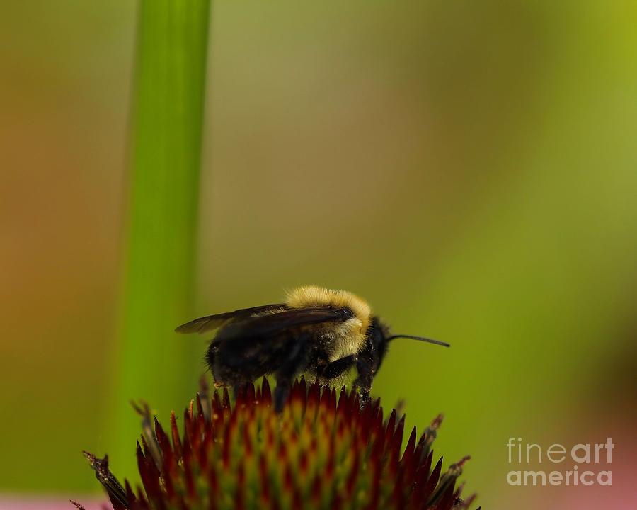 Bumble Bee Photograph by Jimmy Ostgard