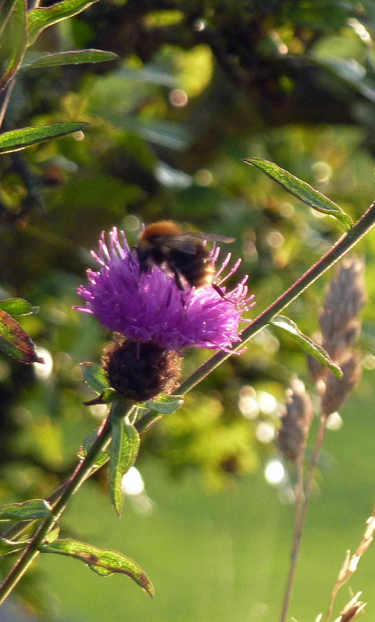 Bumble bee Photograph by Lukasz Ryszka