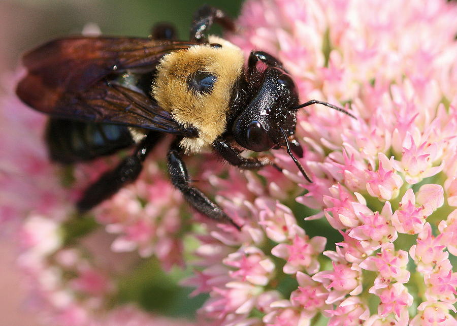 Bumble Bee Macro Photograph by Angela Rath