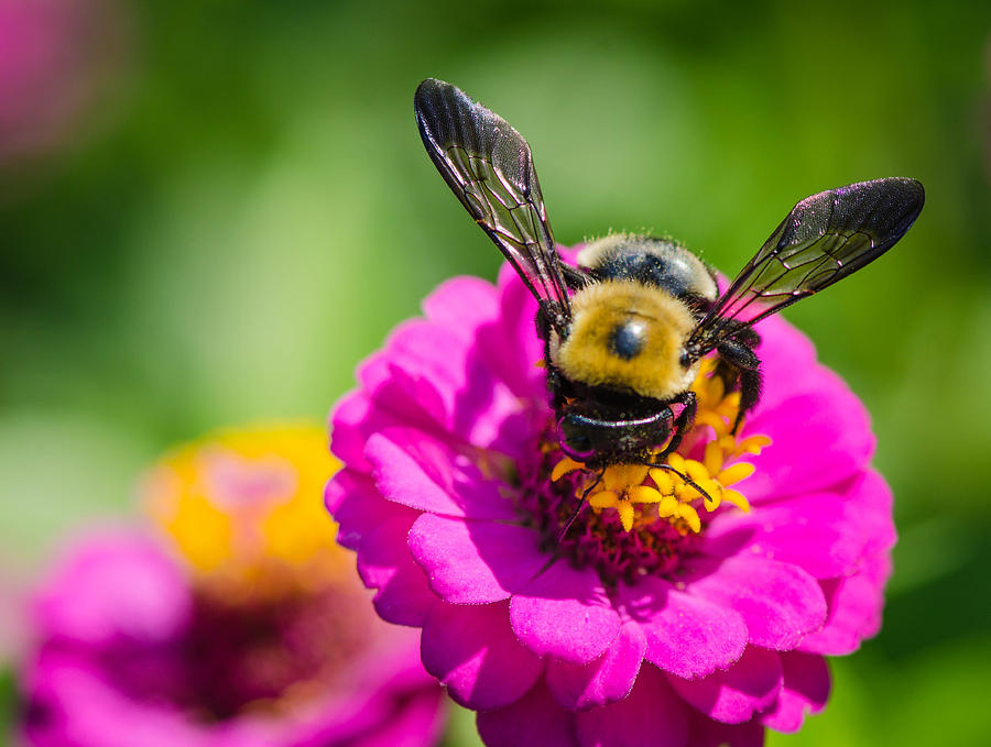 Bumble Bee Macro Image Photograph by Bruce Pritchett