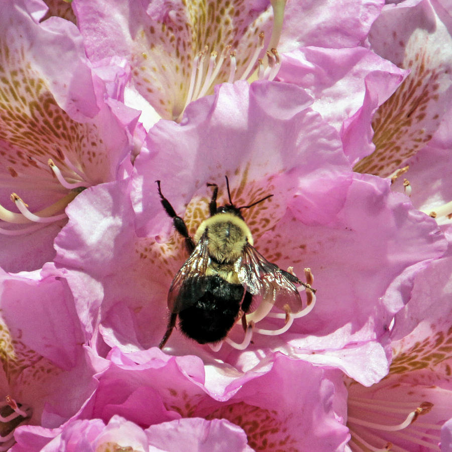 Bumble Bee Mine Photograph by Bob Slitzan