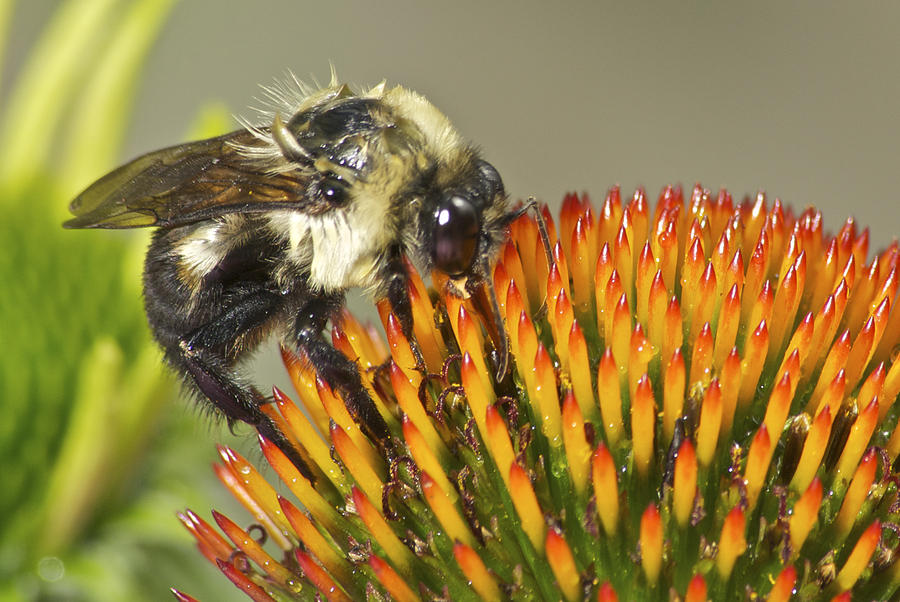 Bumble Bee on a Cone Flower Photograph by Michael Peychich