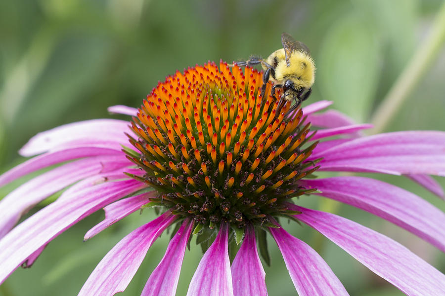 Bumble Bee on a Daisy Photograph by Deborah Rynn | Fine Art America