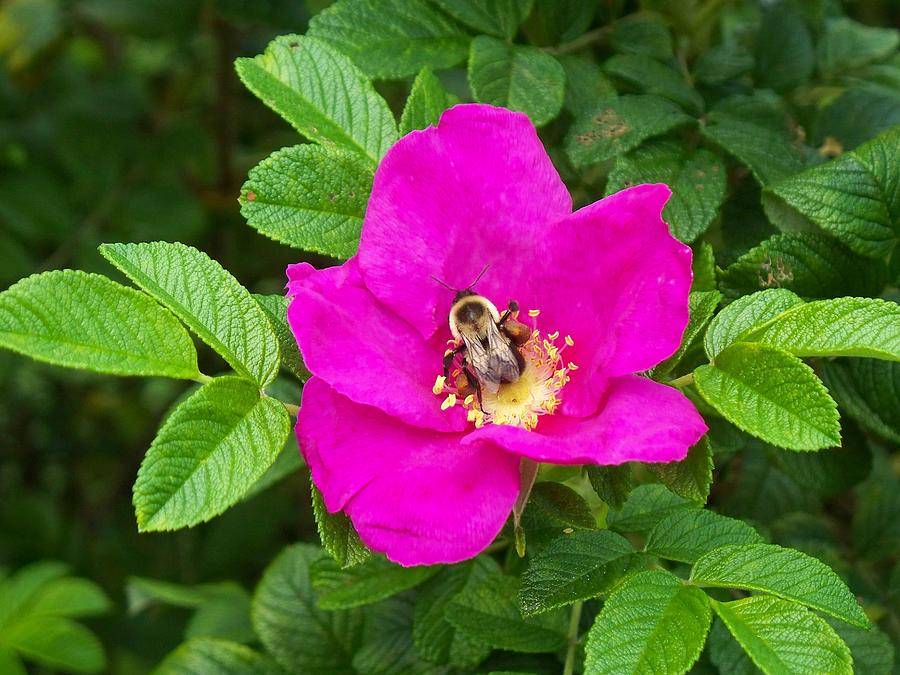 Nature Photograph - Bumble Bee On A Wild Rose by Joy Nichols