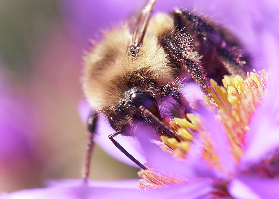 Bumble Bee on Aster Photograph by Jim Hughes